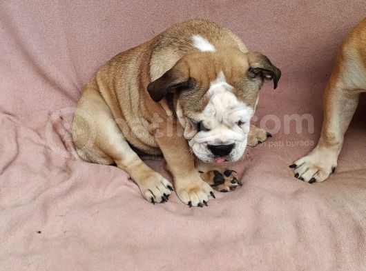 Blue Fawn İngi̇li̇z Bulldog Yavrumuz görsel