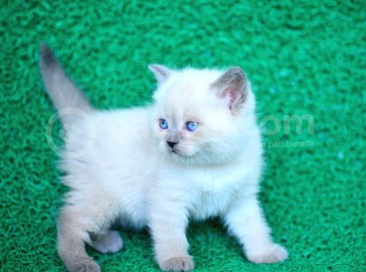 Bulutlar Kadar Güzel Blue Point British Short Hair görsel