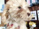 A Scr Muhteşem Toy Poodle  Yavrularimiz