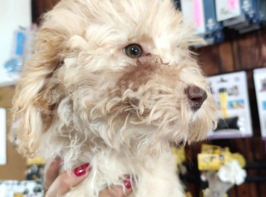 A Scr Muhteşem Toy Poodle  Yavrularimiz görsel
