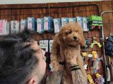 A Scr Muhteşem Toy Poodle  Yavrularimiz