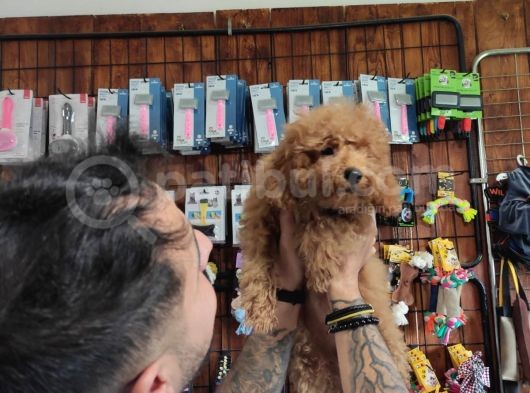 A Scr Muhteşem Toy Poodle  Yavrularimiz görsel