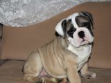 ÜST DÜZEY İNGİLİZ BULDOG YAVRULAR