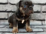 EFSANE GÜZELLİKTE BLUE TAN DİŞİ VE ERKEK BEBEKLERİMİZ