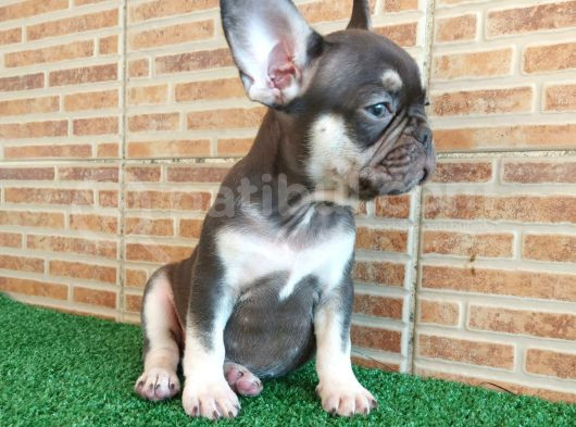 Fransiz Bulldog Choco Tan Erkek Yavrumuz görsel