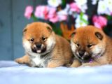 Yarışma düzeyi shiba -inu yavrular