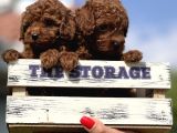 Babydoll Toy Poodle Yavrular