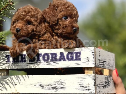 Babydoll Toy Poodle Yavrular görsel