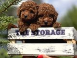 Babydoll Toy Poodle Yavrular