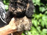 Özel Ve Nadir Renkteki Phantom Poodle Yavrularımız