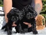 Siyah Poodle Yavrularımız