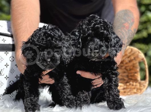 Siyah Poodle Yavrularımız görsel