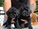 Siyah Poodle Yavrularımız