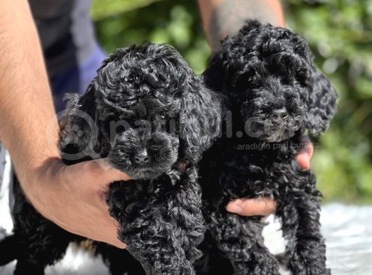 Siyah Poodle Yavrularımız görsel