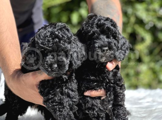 Siyah Poodle Yavrularımız görsel
