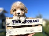 Babyface Maltıpoo Yavrularımız