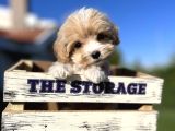 Babyface Maltıpoo yavrularımız