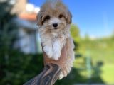 Babyface Maltıpoo Yavrularımız
