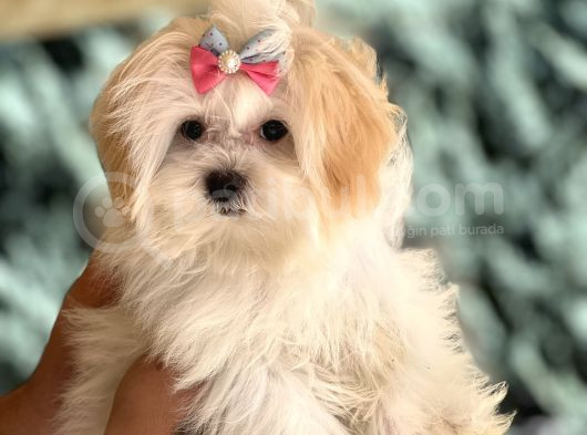 Dizayın Irk Morkie Güzelliği görsel