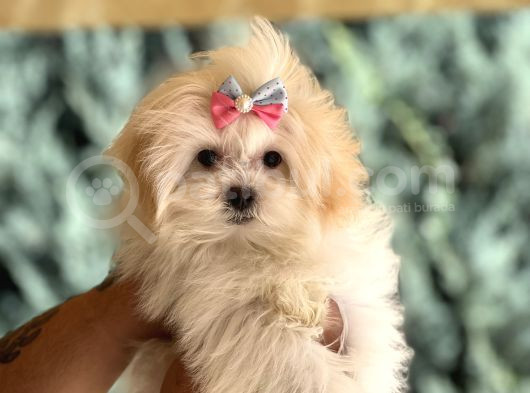 Dizayın Irk Morkie Güzelliği görsel