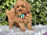 Orjinal Kore Anne Babadan Toy Poodle Yavrular