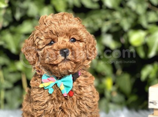 Orjinal Kore Anne Babadan Toy Poodle Yavrular görsel