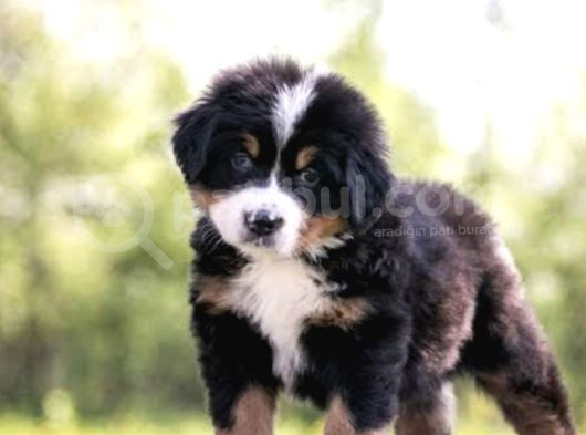 Safkan Bernese Yavrularımız görsel