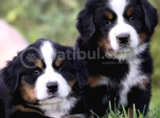 Safkan Bernese Yavrularımız
