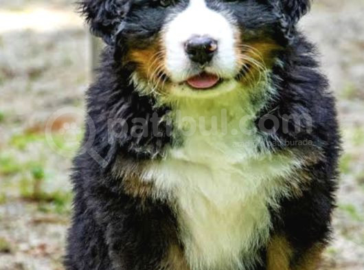 Safkan Bernese Yavrularımız görsel