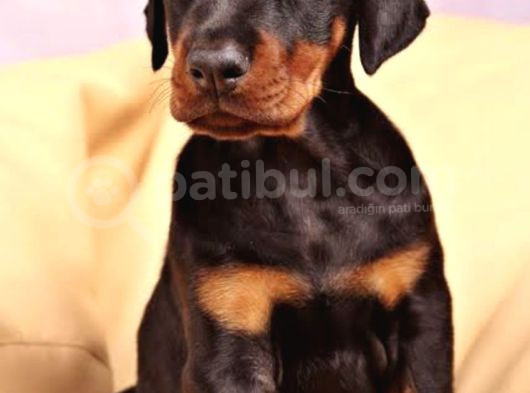 King Size Doberman Yavrular