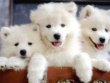 Bembeyaz Gülen Surat Samoyed Yavruları