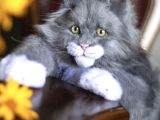 Dev Kedi Mainecoon Yavrular
