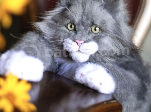 Dev Kedi Mainecoon Yavrular görsel