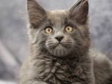 Dev Kedi Mainecoon Yavrular