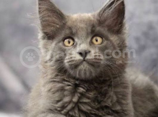 Dev Kedi Mainecoon Yavrular görsel