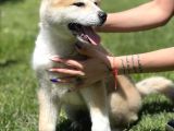 Yarışma Düzeyi Japon Akita