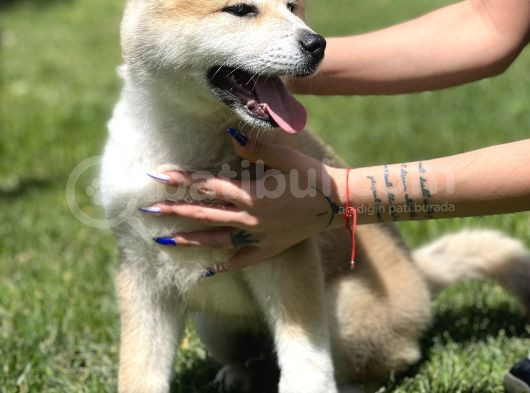 Yarışma Düzeyi Japon Akita görsel