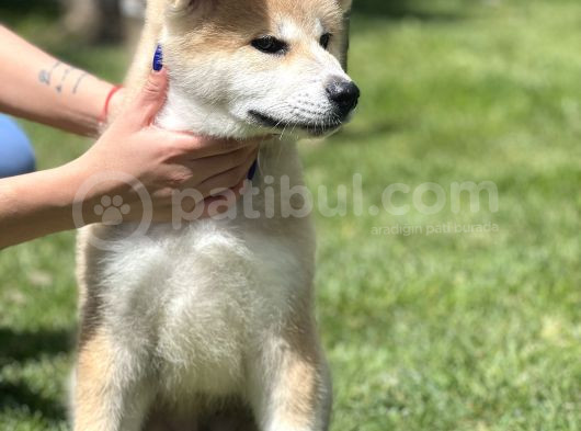 Yarışma Düzeyi Japon Akita görsel