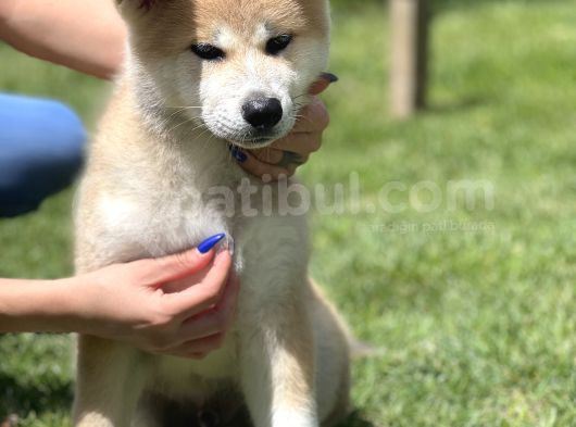 Yarışma Düzeyi Japon Akita görsel