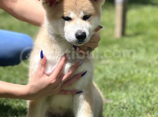 Yarışma Düzeyi Japon Akita