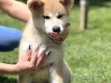 Yarışma Düzeyi Japon Akita