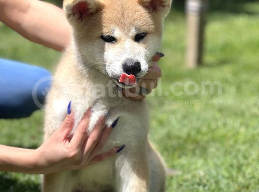 Yarışma Düzeyi Japon Akita görsel