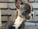 French Bulldog Blue Pi̇ed Di̇şi̇ Yavrumuz