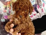 0 Numara Koyu Renk Toy Poodle Yavrularımız