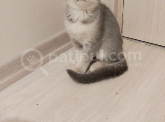 Dünya Tatlısı Prens Ve Prenseslerim görsel