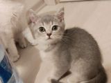Dünya Tatlısı Prens Ve Prenseslerim