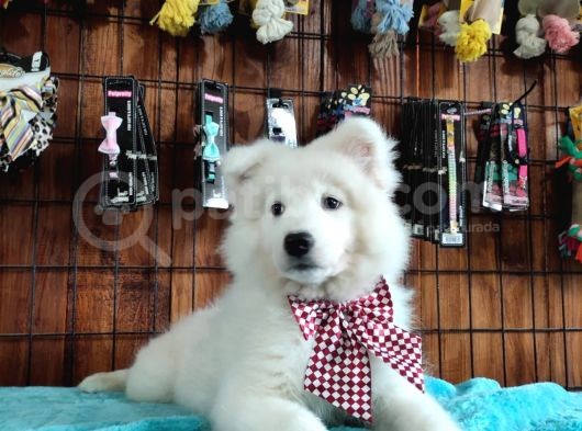 Ayi̇ Yavrusu Samoyed A Kali̇te Irk görsel