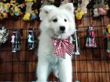 Ayi̇ Yavrusu Samoyed A Kali̇te Irk