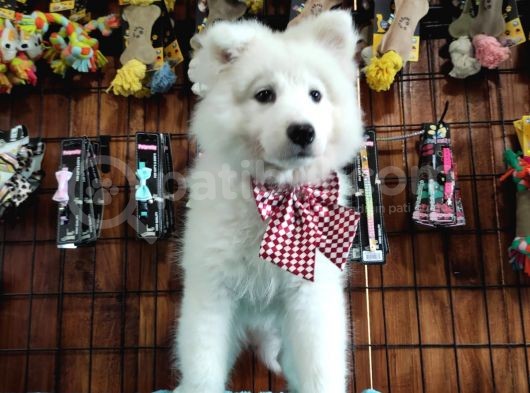 Ayi̇ Yavrusu Samoyed A Kali̇te Irk görsel
