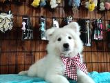 Ayi̇ Yavrusu Samoyed A Kali̇te Irk